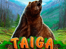 Taiga — игровой автомат на реальные деньги
